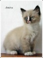 /album/amira/amira-9-hetes-001-jpg/